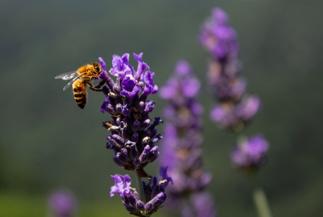 Bee Zen: Embracing Sweet Serenity with Honey