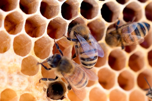 Savoring the Seasons: A Journey through the Flavors of Seasonal Honey